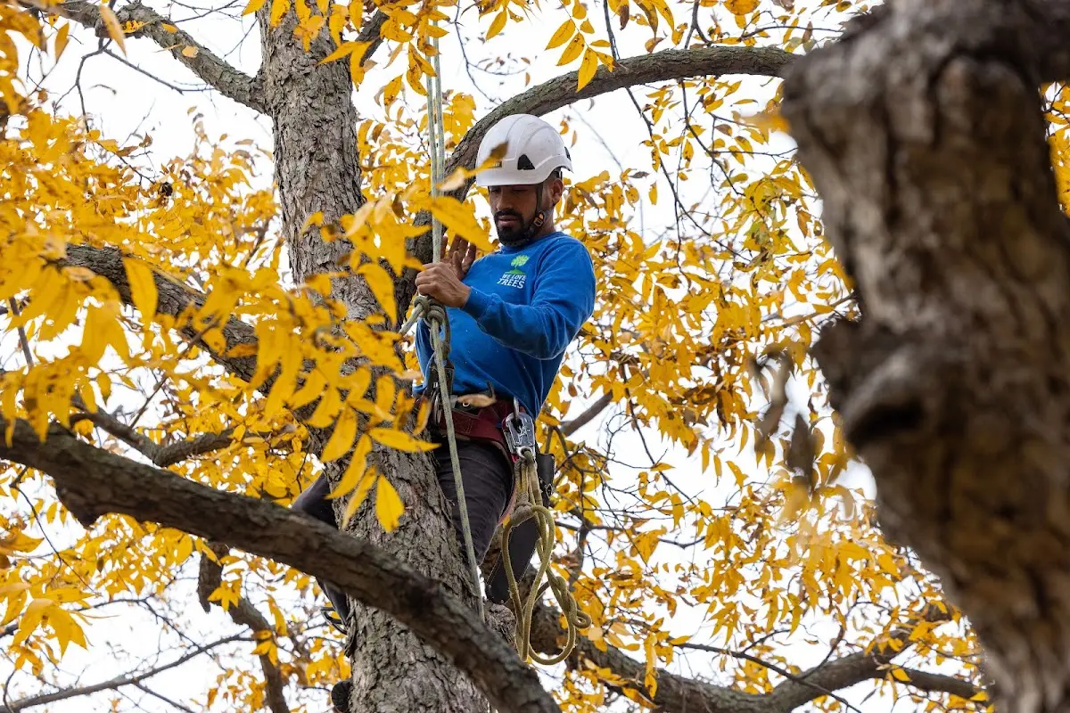 Skilled Tree Trimming crew working in Morrison